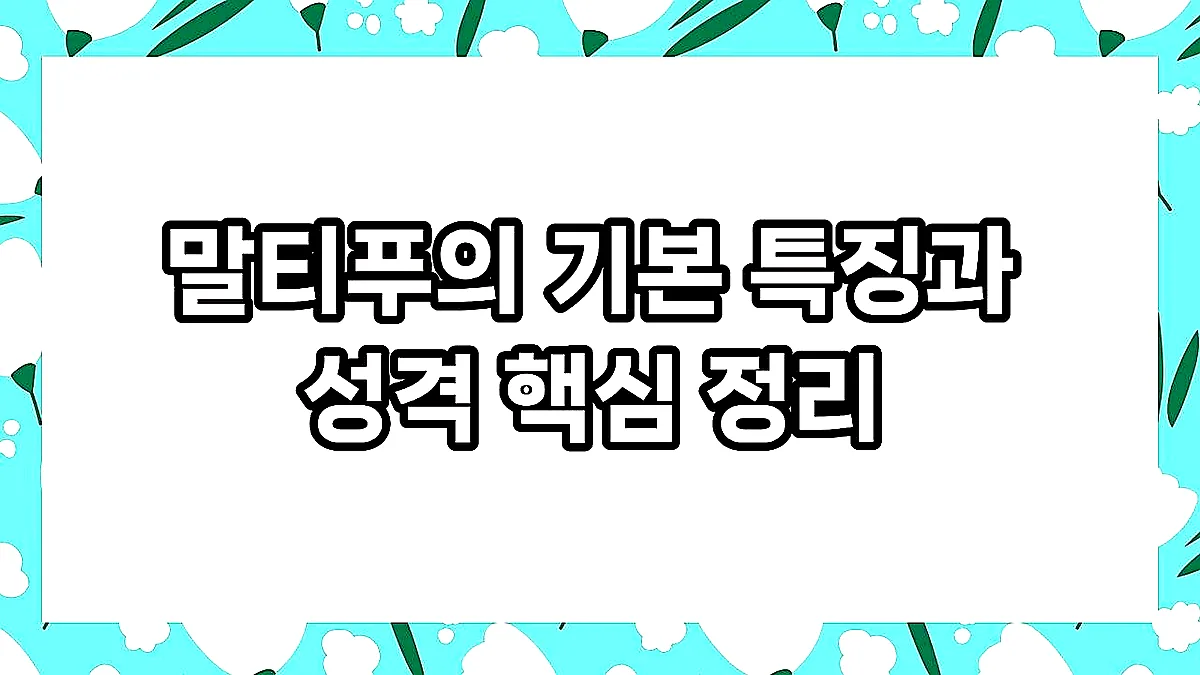 글의 말티푸의 기본 특징과 성격 핵심 정리 이미지