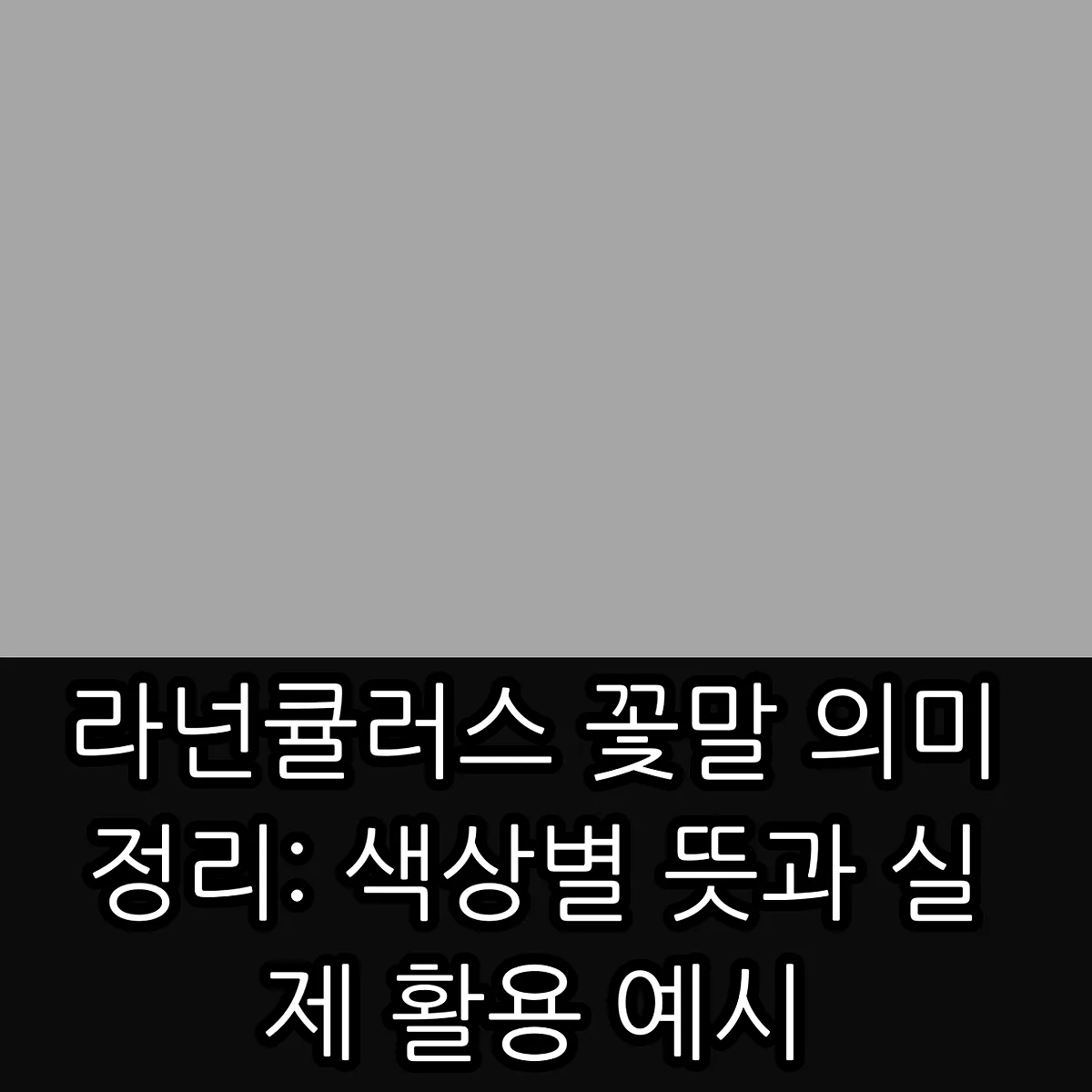 라넌큘러스 꽃말 의미 정리: 색상별 뜻과 실제 활용 예시 썸네일